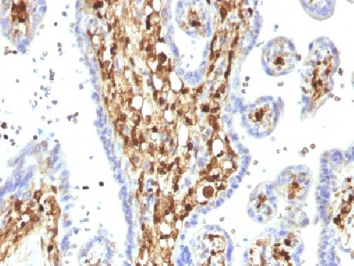 S100A4 Antibody