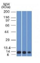 S100A4 antibody