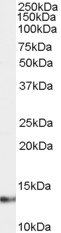 S100A4 antibody