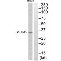 S100A5 antibody
