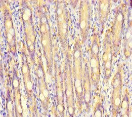 S100G Antibody