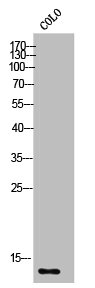 S100Z antibody