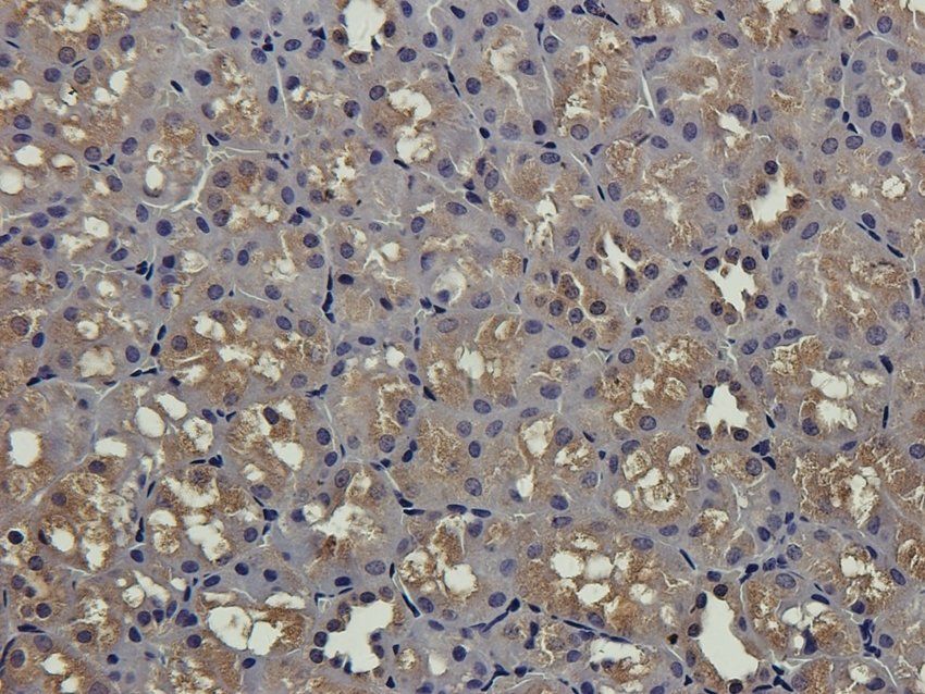 S13A1 antibody