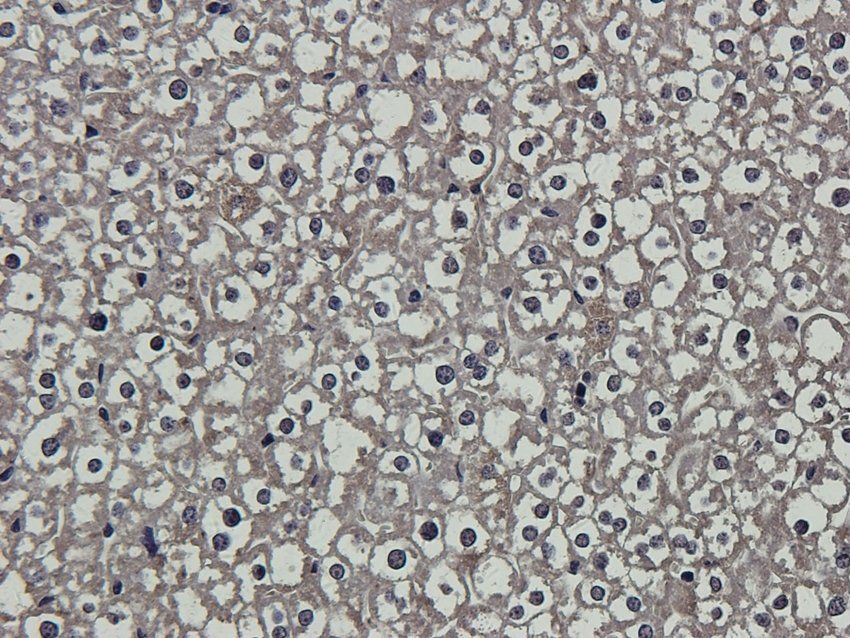 S13A2 antibody