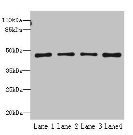 S1PR1 antibody