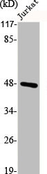 S1PR1 antibody