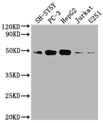 S1PR1 Recombinant Monoclonal Antibody