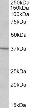 Goat anti-S1PR2 Antibody