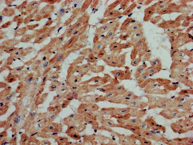 S1PR3 Antibody