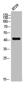 S1PR3 antibody