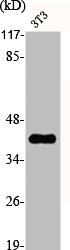 S1PR3 antibody