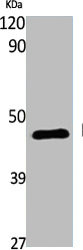 S1PR4 antibody