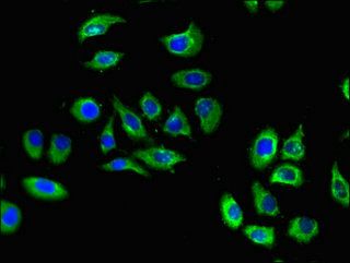 S1PR5 Antibody