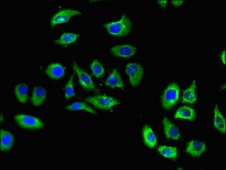 S1PR5 antibody