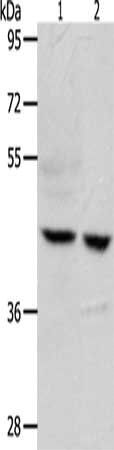 S1PR5 antibody