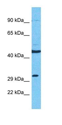 S2538 antibody