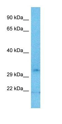 S2548 antibody