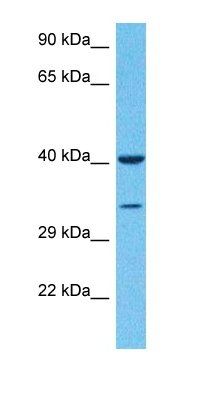 S35D1 antibody