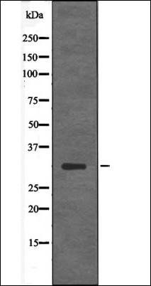 S6 Ribosomal Protein (Phospho-Ser244) antibody