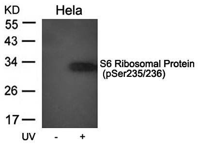 S6 Ribosomal Protein (Phospho-Ser235/236) Antibody