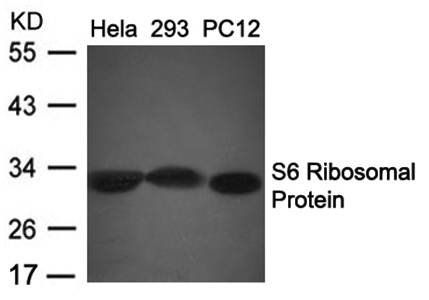 S6 Ribosomal Protein (Ab-235/236) Antibody