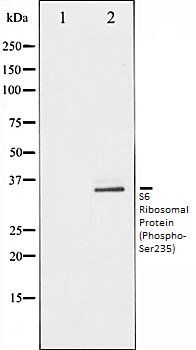 S6 Ribosomal Protein (Phospho-Ser235) antibody
