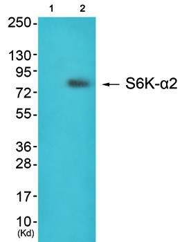 S6K-alpha2 antibody
