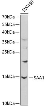 SAA1 antibody