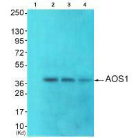 SAE1 antibody