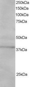 Goat anti-SAE1 / AOS1 Antibody