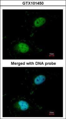 scaffold attachment factor B Antibody