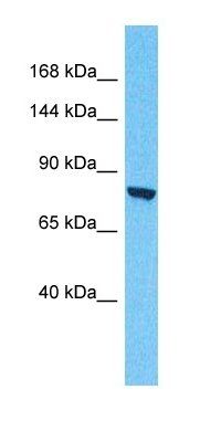 SAFB1 antibody