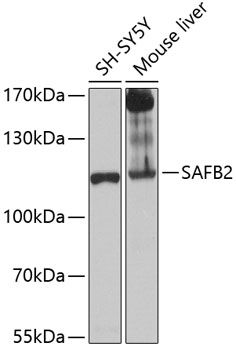 SAFB2 antibody