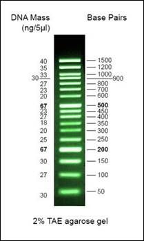 Safe-Green 100bp Opti-DNA Marker