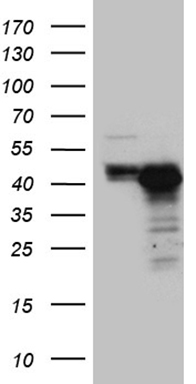 Saitohin Antibody