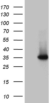 Saitohin Antibody