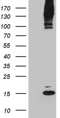 Saitohin Antibody