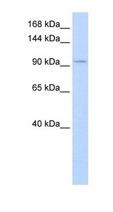 SALL3 antibody