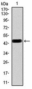 SALL4 Antibody