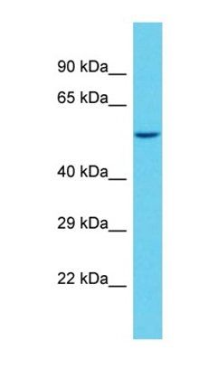 SAMD1 antibody