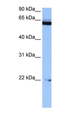 SAMD15 antibody