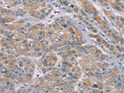 SAMD9 Antibody