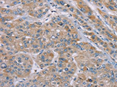 SAMD9 antibody