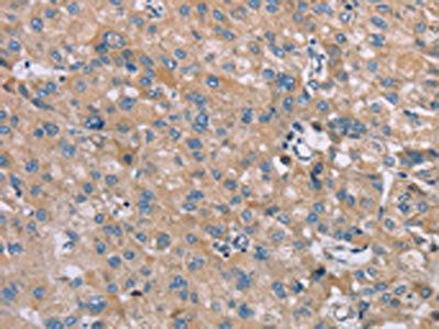 SAMD9 antibody