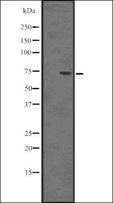 SAMHD1 antibody