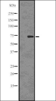 SAMHD1 (Phospho-Thr592) antibody