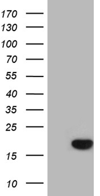 SAMSN1 Antibody