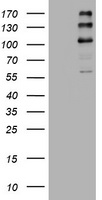 SAP102 Antibody
