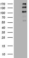 SAP102 (DLG3) antibody