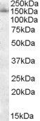 Goat anti-SAP130 / SF3B3 Antibody